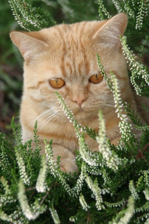 Een bloem in een bloemetje......
